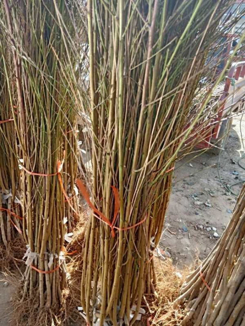 包邮大红桃产量高，根系发达成活率高，量大优惠，