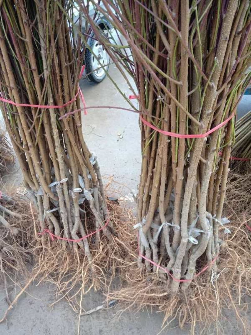 包邮大红桃产量高，根系发达成活率高，量大优惠，