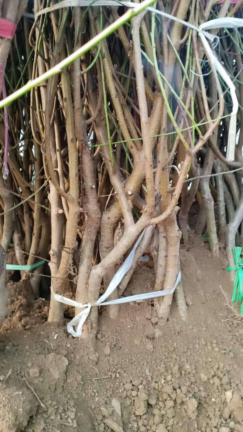 包邮大红桃产量高，根系发达成活率高，量大优惠，
