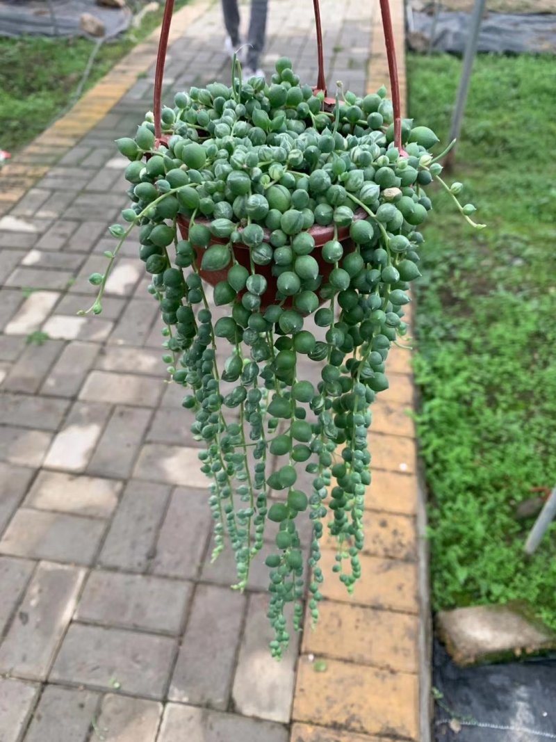110花叶圆珠35盆装11元