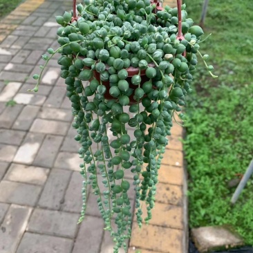 110花叶圆珠35盆装11元