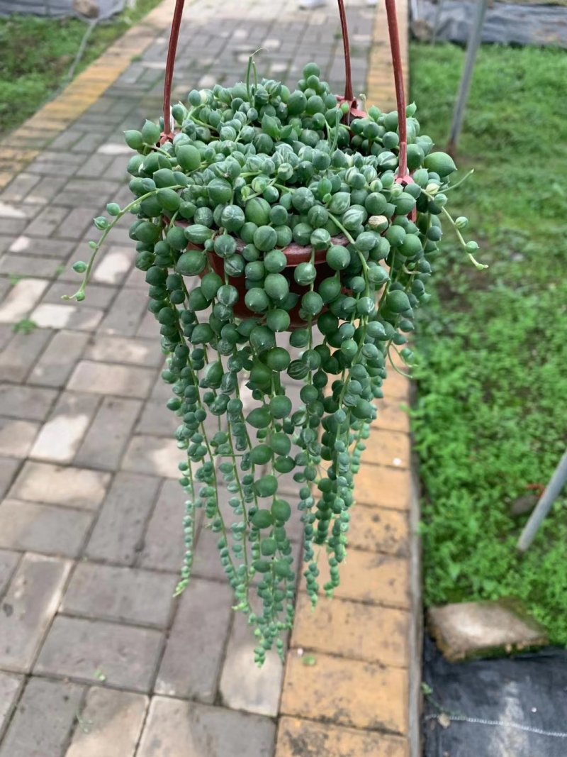 110花叶圆珠35盆装11元