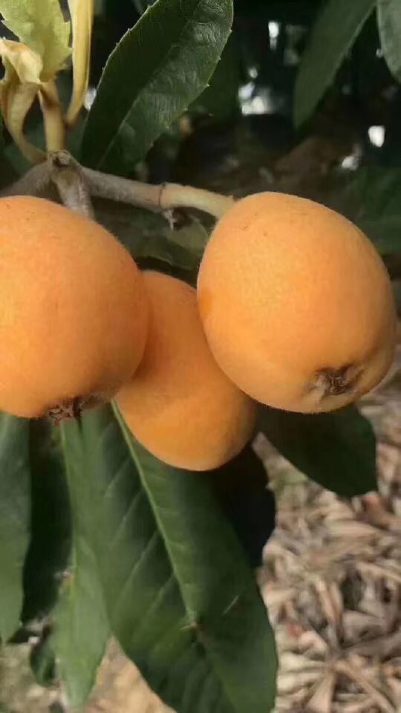 热带水果