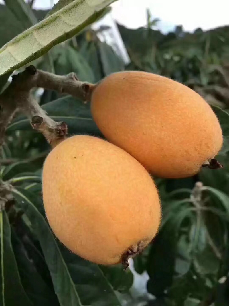 热带水果