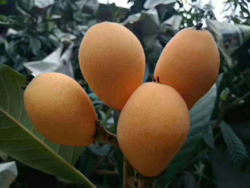 热带水果
