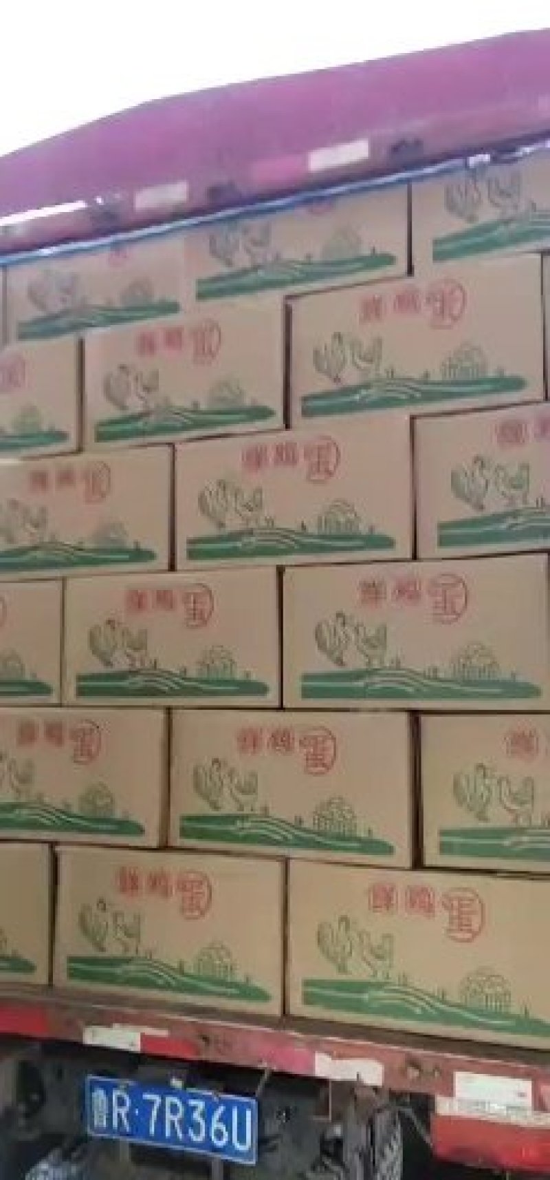 粉壳蛋，农三，粉六，粉八新杨黑，金凤！各种品种各种规格！