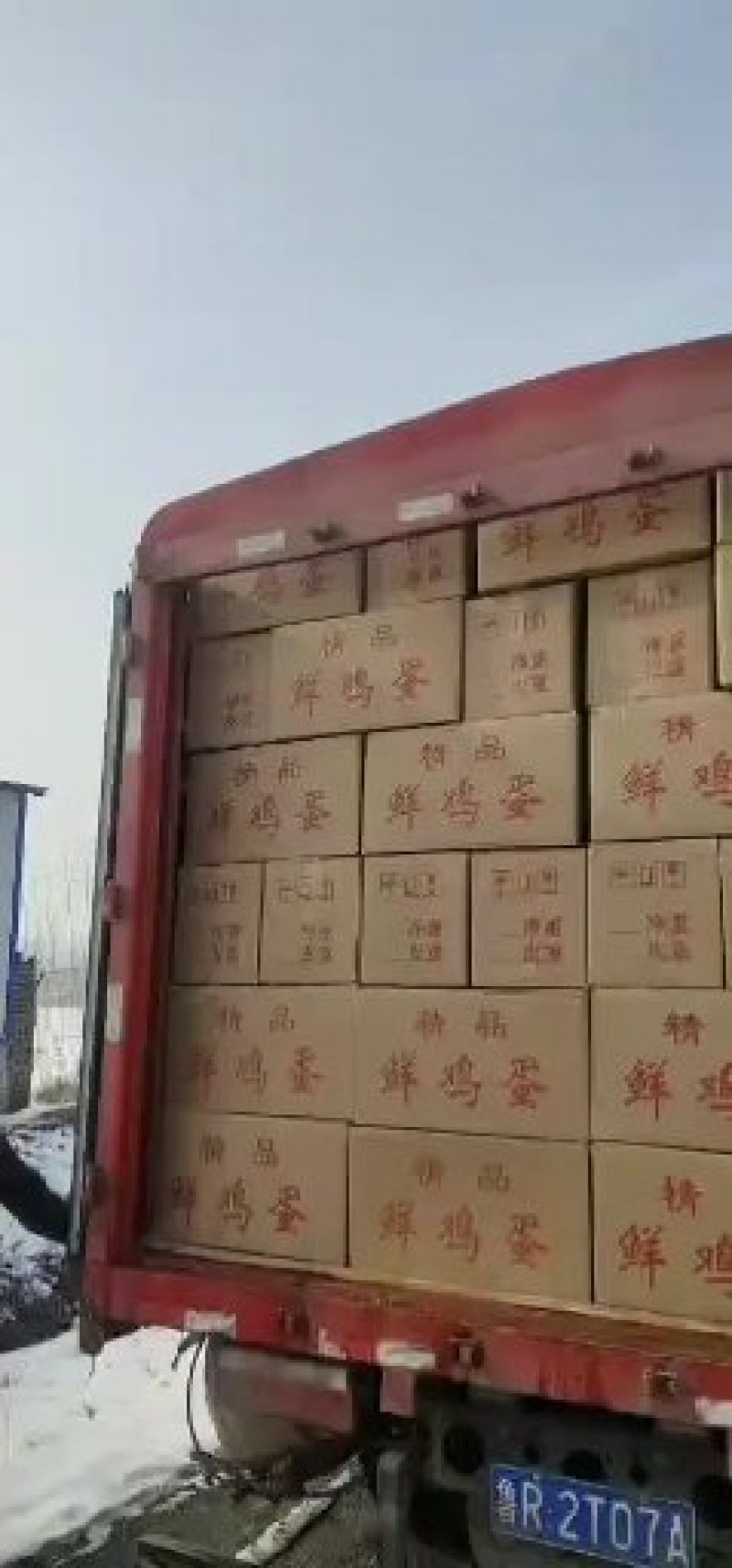粉壳蛋，农三，粉六，粉八新杨黑，金凤！各种品种各种规格！
