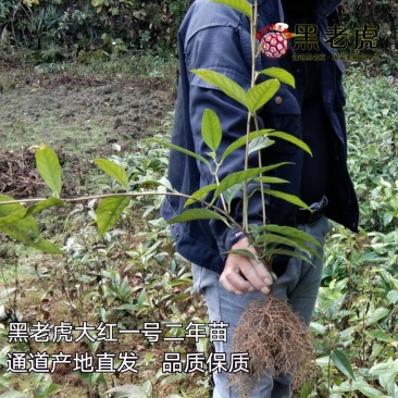 黑老虎苗/布福娜树苗/南北方可种植