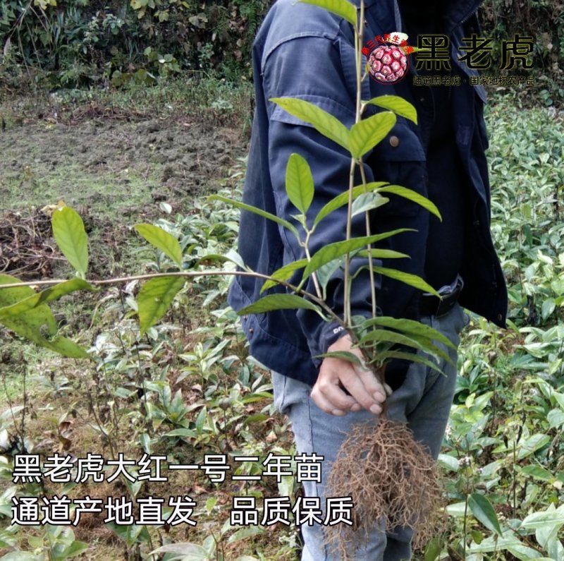 黑老虎苗/布福娜树苗/南北方可种植
