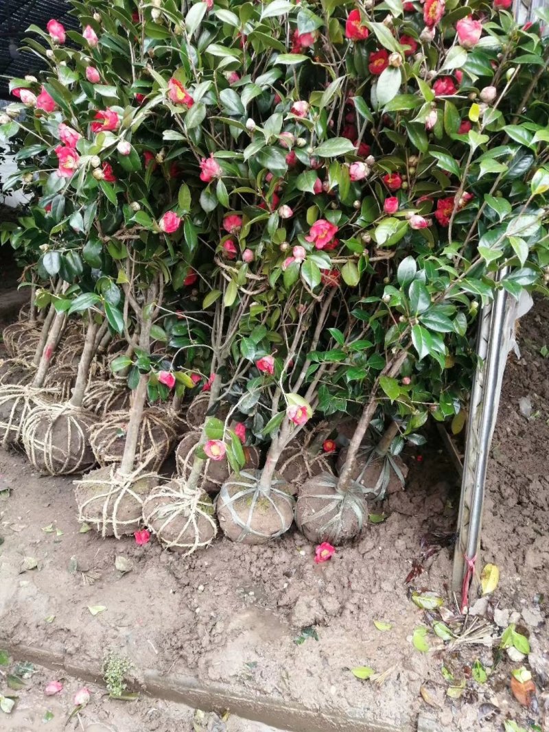 3公分至5公分茶花价格报价