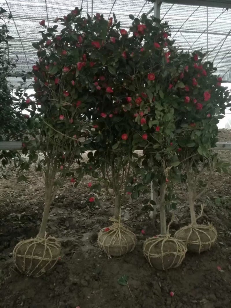 3公分至5公分茶花价格报价