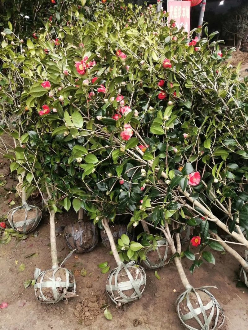 3公分至5公分茶花价格报价