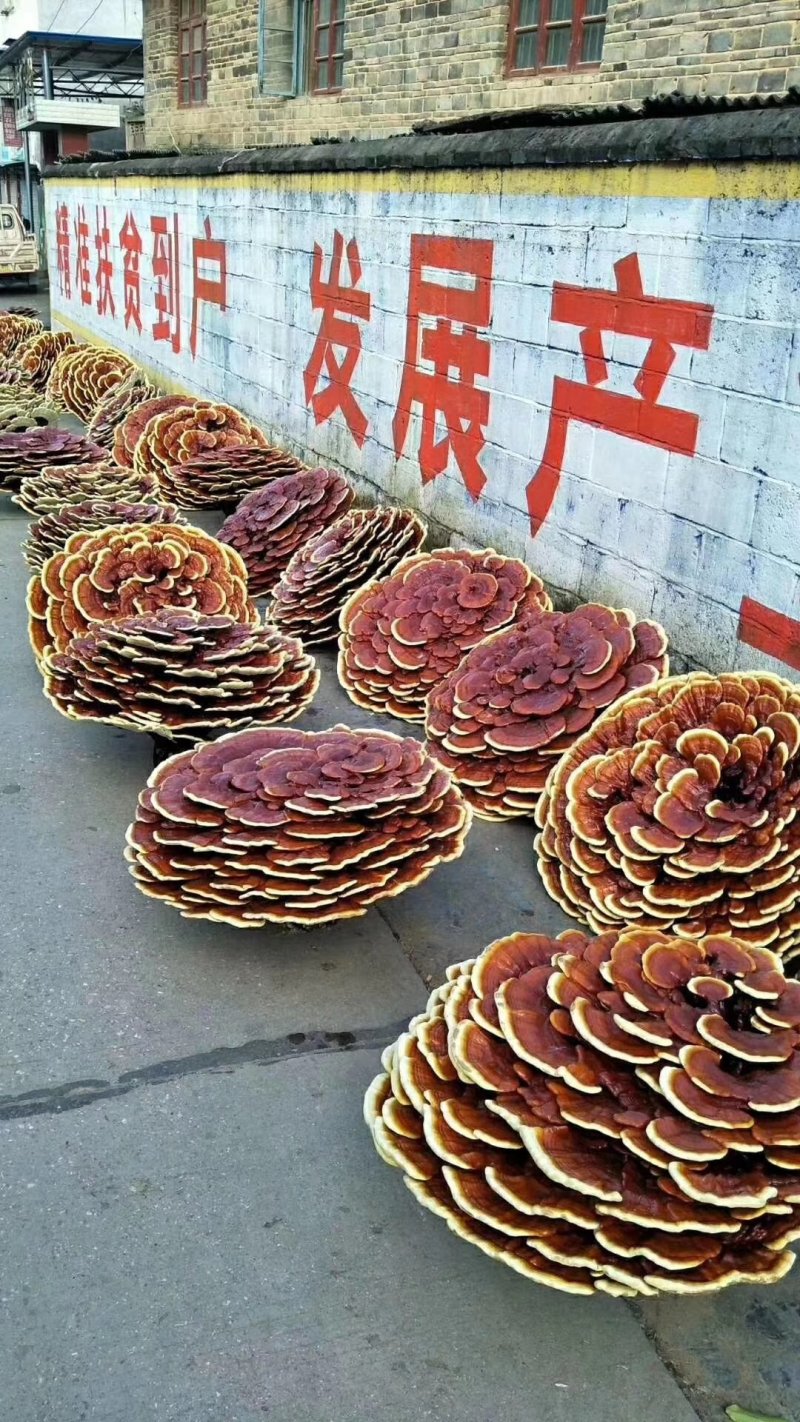 【优质】椴木袋料灵芝菌种全国发货质优价廉可视频看货