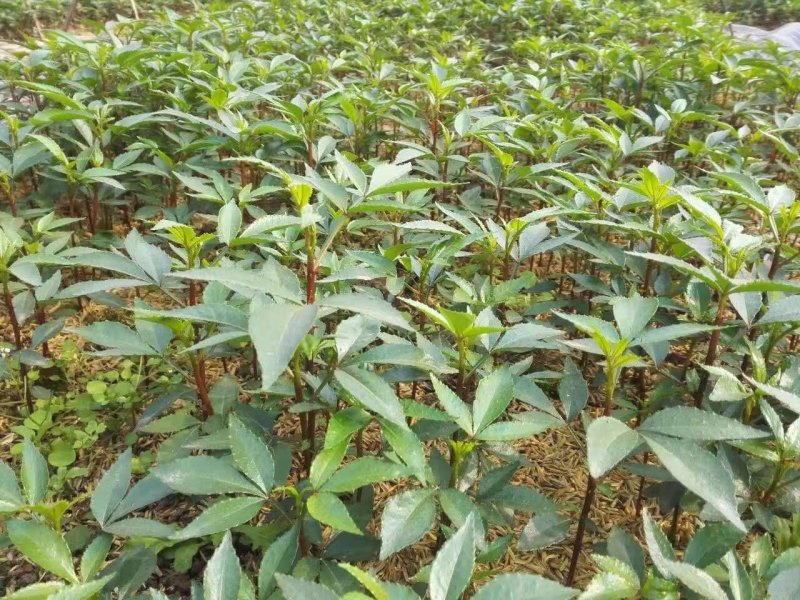 基地批发藤椒芽苗藤椒小苗花椒芽苗九叶青花椒小苗