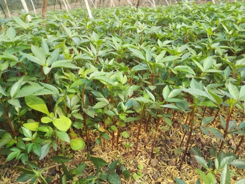 基地批发藤椒芽苗藤椒小苗花椒芽苗九叶青花椒小苗