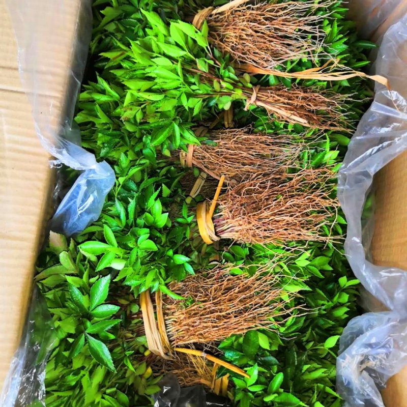 基地批发藤椒芽苗藤椒小苗花椒芽苗九叶青花椒小苗