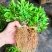 基地批发藤椒芽苗藤椒小苗花椒芽苗九叶青花椒小苗