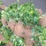 大叶黄杨小苗价格大叶黄杨扦插苗基地价格报价