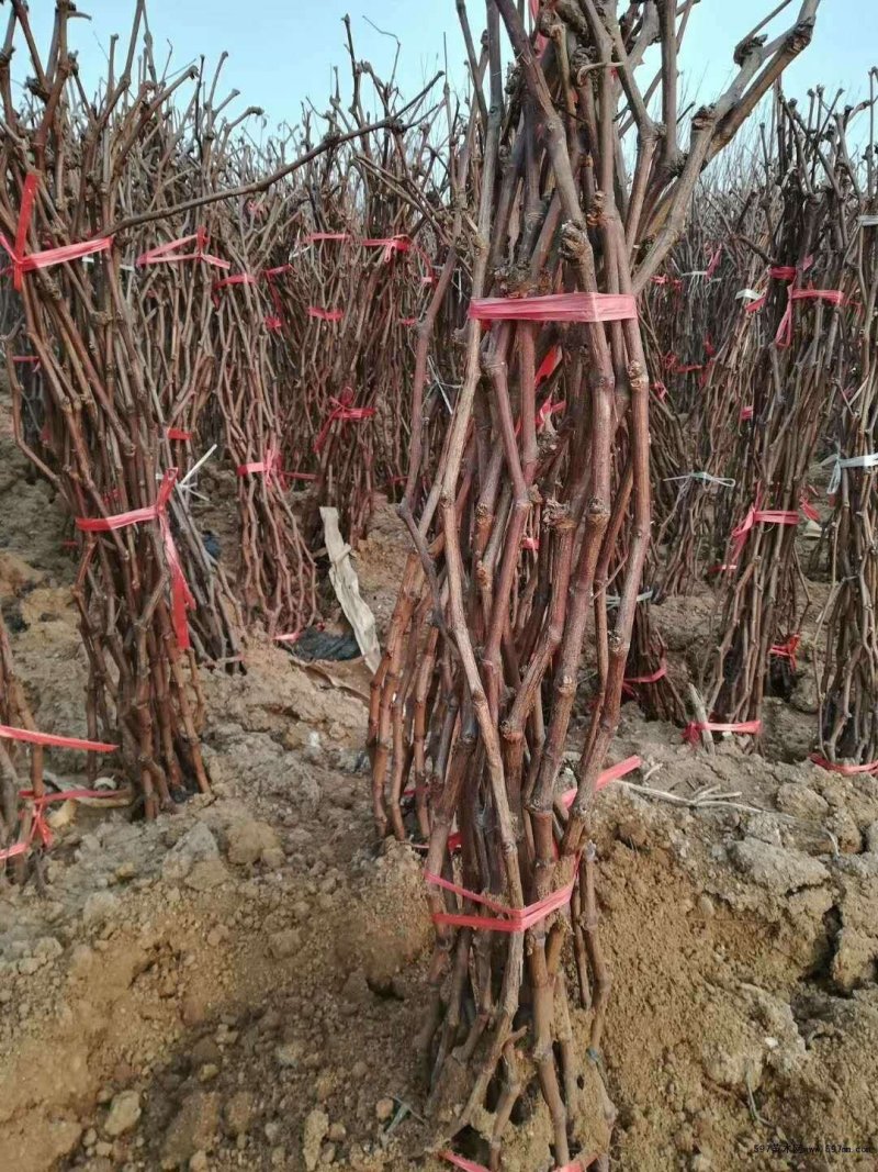 包邮巨峰葡萄苗高产稳产适应性强成活率高量大优惠