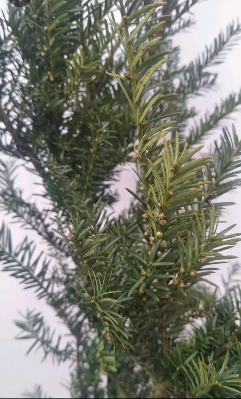 曼地亚红豆杉公树苗曼地亚红豆杉公树杯苗雄株基地直销