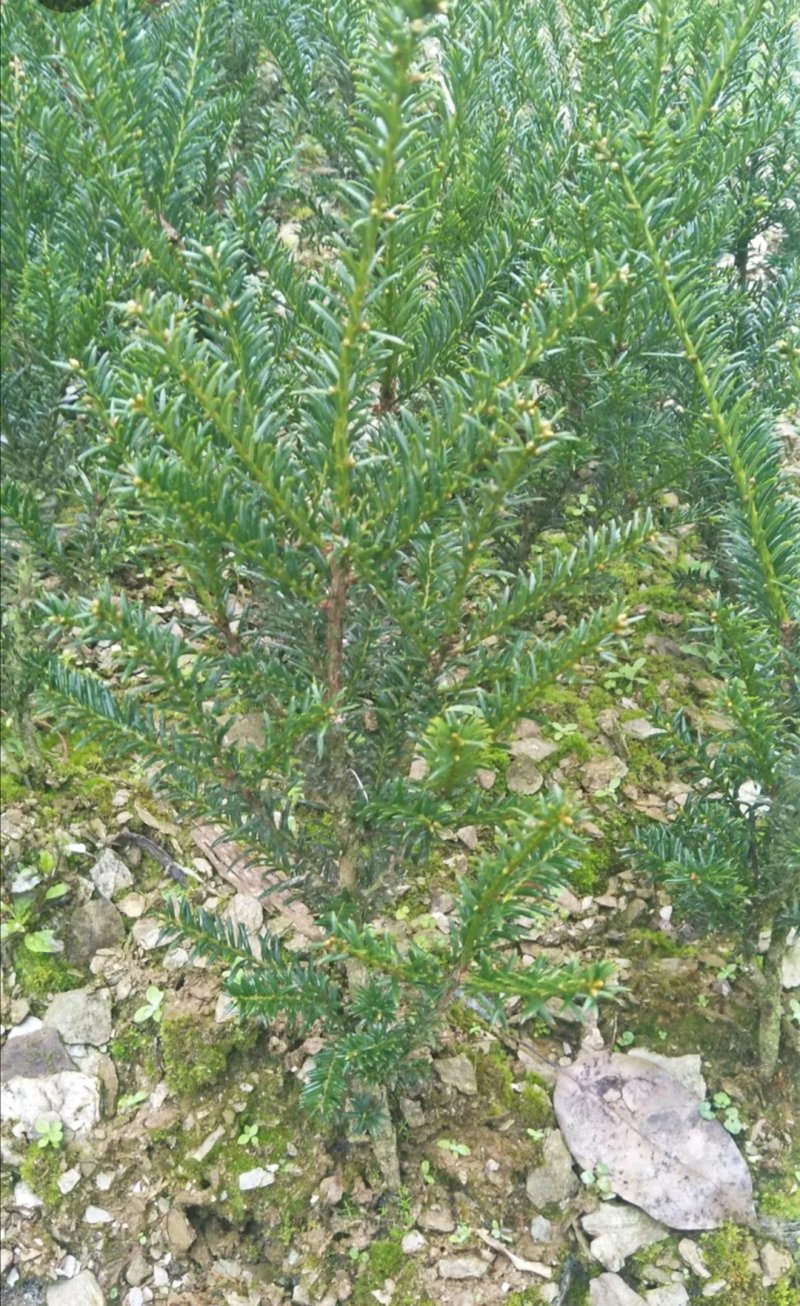 曼地亚红豆杉公树苗曼地亚红豆杉公树杯苗雄株基地直销