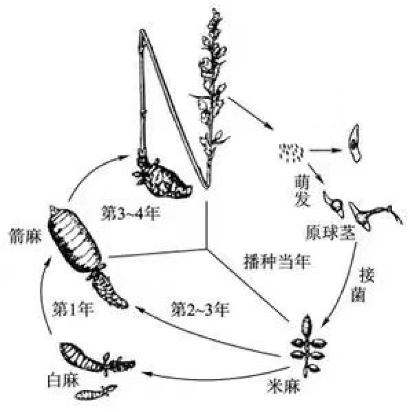 天麻猪苓通用优质密环菌母种原种栽培种欢迎电联系