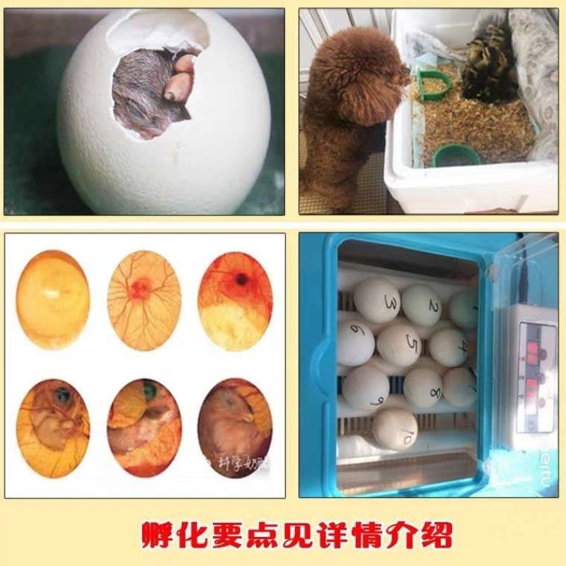 受精高规格灰鸭、麻鸭黑鸭种蛋破损包赔