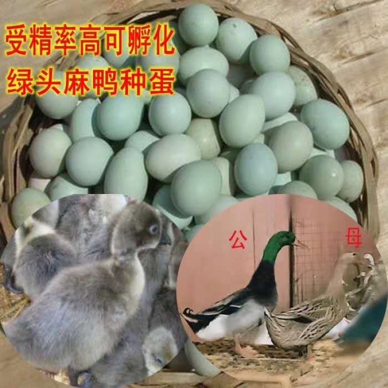 受精高规格灰鸭、麻鸭黑鸭种蛋破损包赔