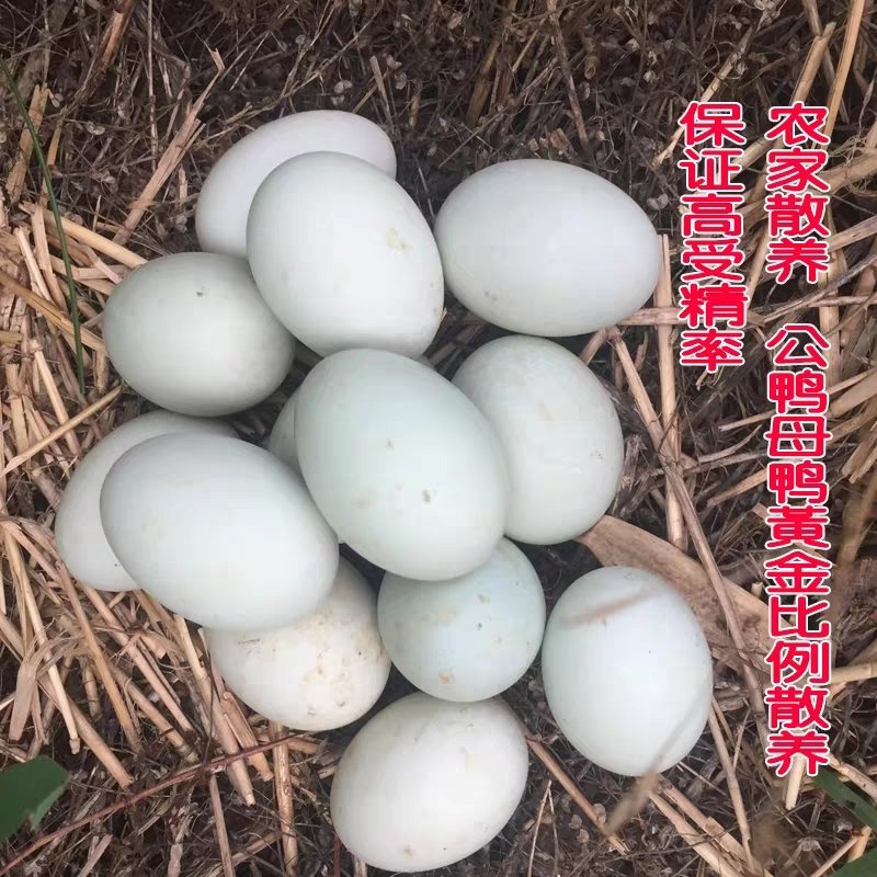 受精高规格灰鸭、麻鸭黑鸭种蛋破损包赔