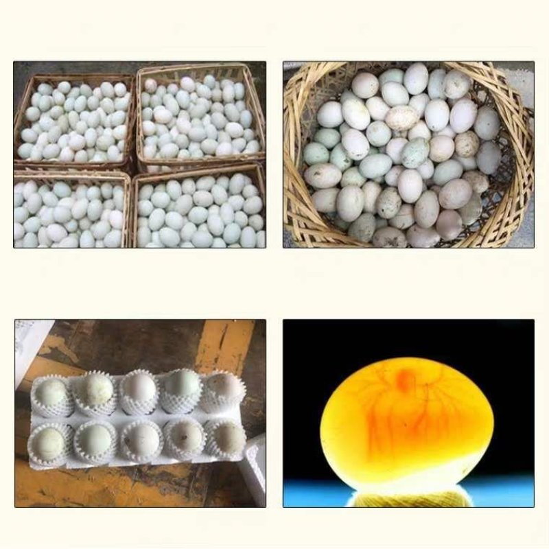 受精高规格灰鸭、麻鸭黑鸭种蛋破损包赔