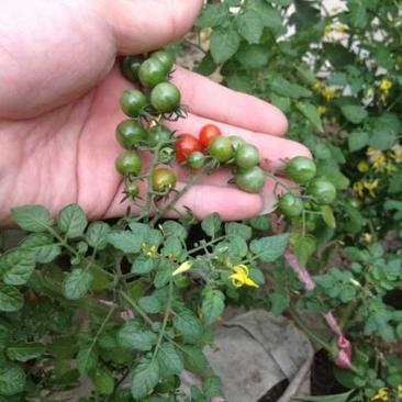 世界上醉小的番茄品种，甜豆樱桃小番茄种子，挂果极多，特色