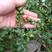 世界上醉小的番茄品种，甜豆樱桃小番茄种子，挂果极多，特色