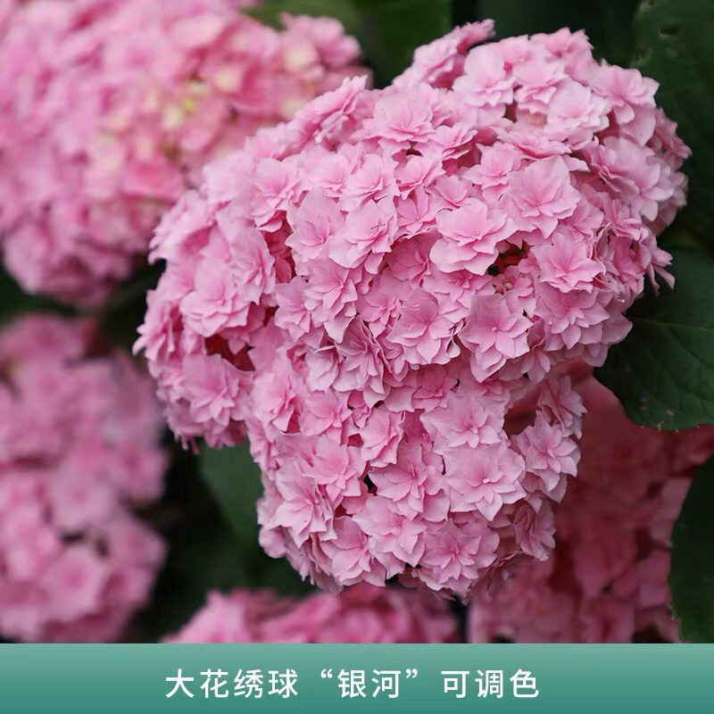 云南3-5年无尽夏老桩绣球大苗八仙花苗四季开花绣球老桩苗