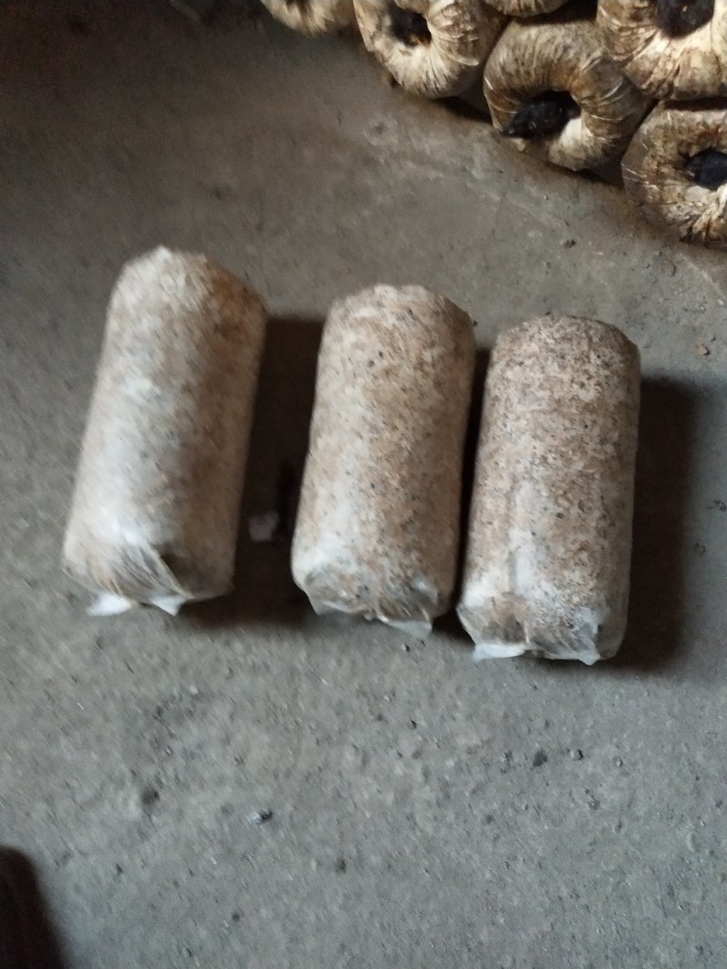 【精品】香菇菌种栽培种大量供应来自香菇之乡西峡欢迎电联