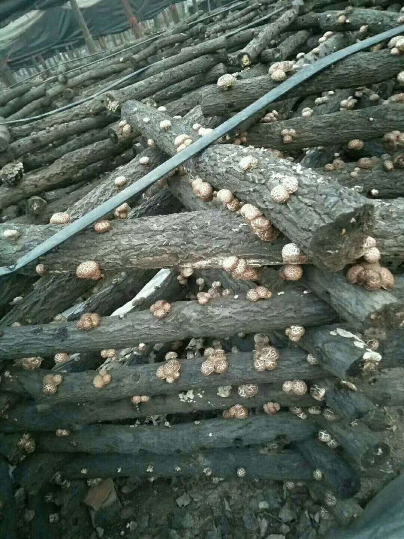 【精品】香菇菌种栽培种大量供应来自香菇之乡西峡欢迎电联