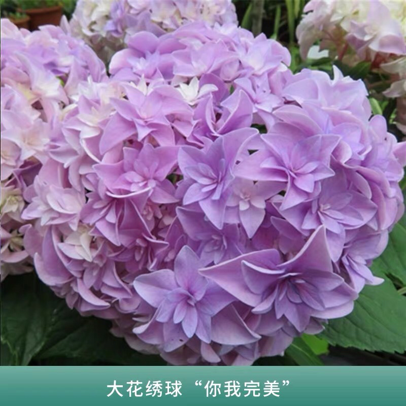 云南3-5年无尽夏老桩绣球大苗八仙花苗四季开花绣球老桩苗