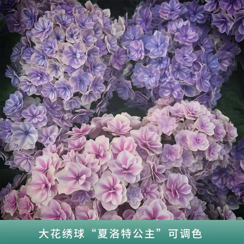 云南3-5年无尽夏老桩绣球大苗八仙花苗四季开花绣球老桩苗