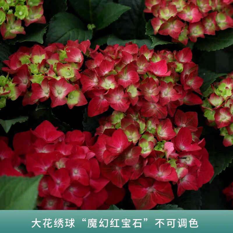 云南3-5年无尽夏老桩绣球大苗八仙花苗四季开花绣球老桩苗