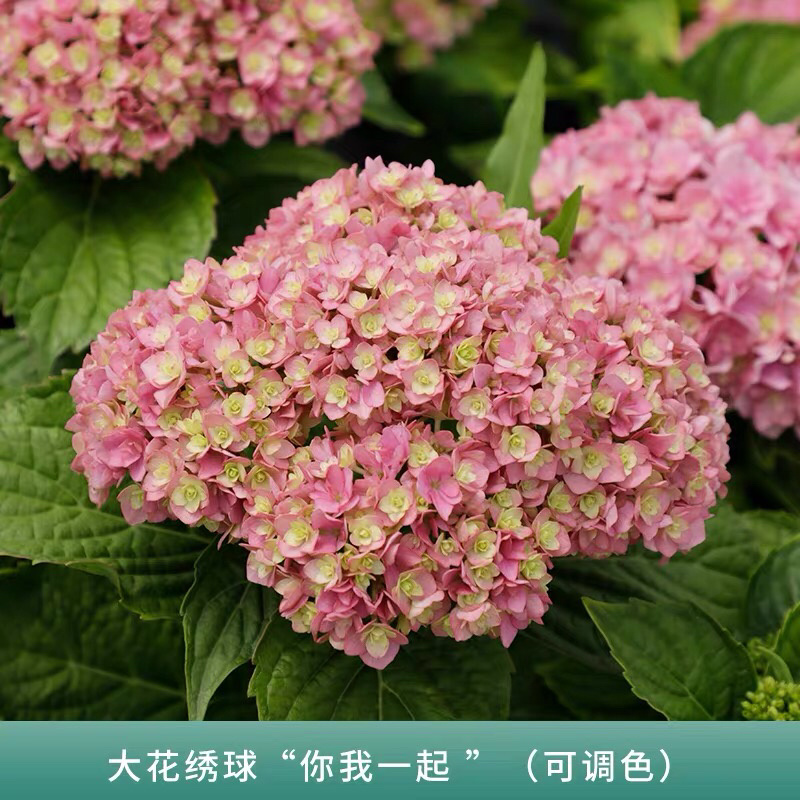 云南3-5年无尽夏老桩绣球大苗八仙花苗四季开花绣球老桩苗