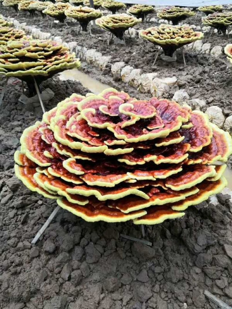 【优质】椴木袋料灵芝菌种全国发货质优价廉可视频看货