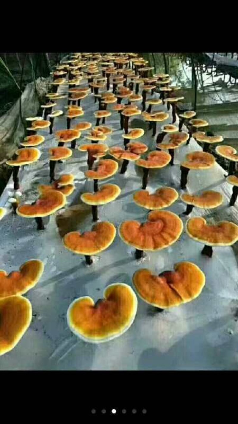 【优质】椴木袋料灵芝菌种全国发货质优价廉可视频看货