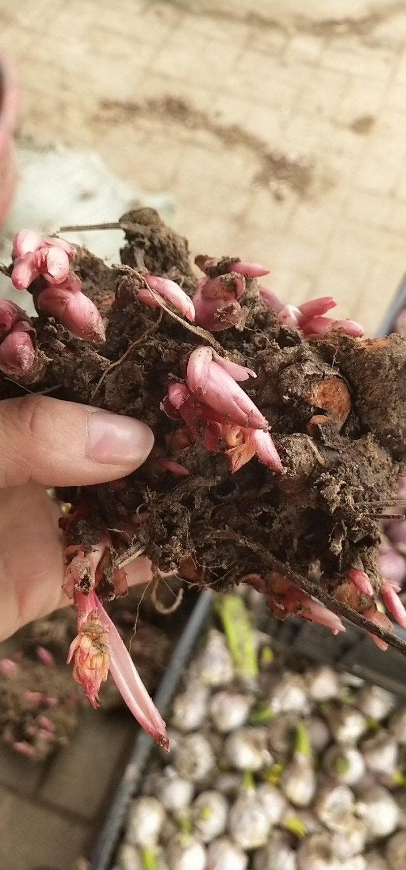 观赏芍药花苗盆栽庭院四季开花好养花多年生白芍药根