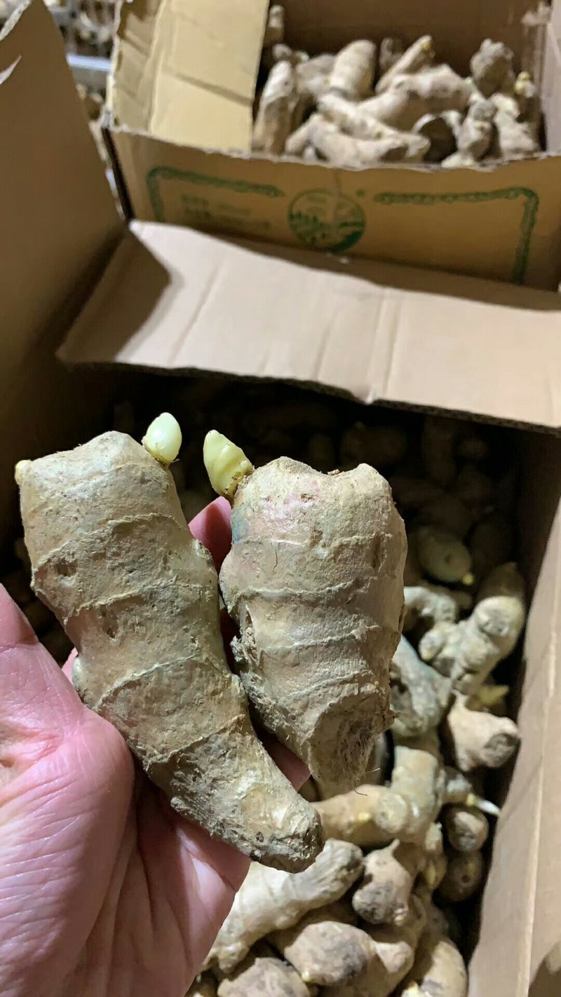 红土小黄姜-云【脱毒姜种】（精品水洗姜/风干姜/沙土姜）