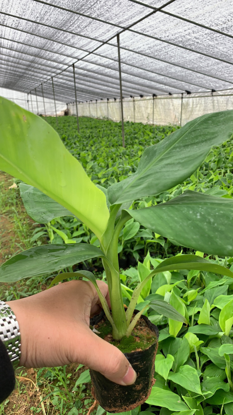 云南普洱抗菌香蕉苗南天黄、宝岛苗、