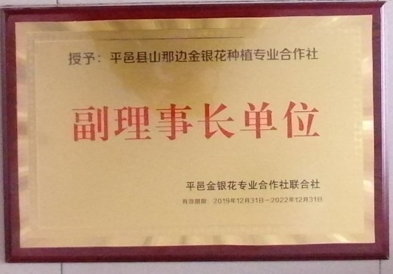 新品种金银花苗，15天不开花的金银花苗，量大从优。
