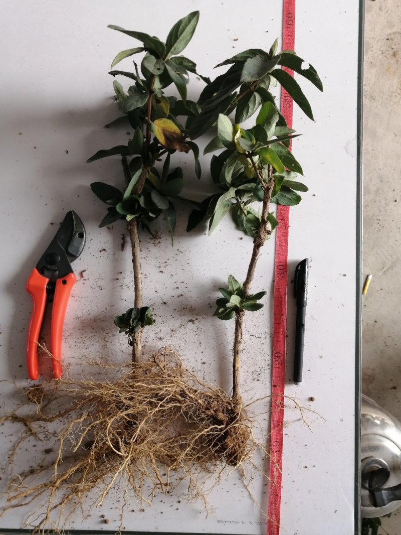新品种金银花苗，15天不开花的金银花苗，量大从优。