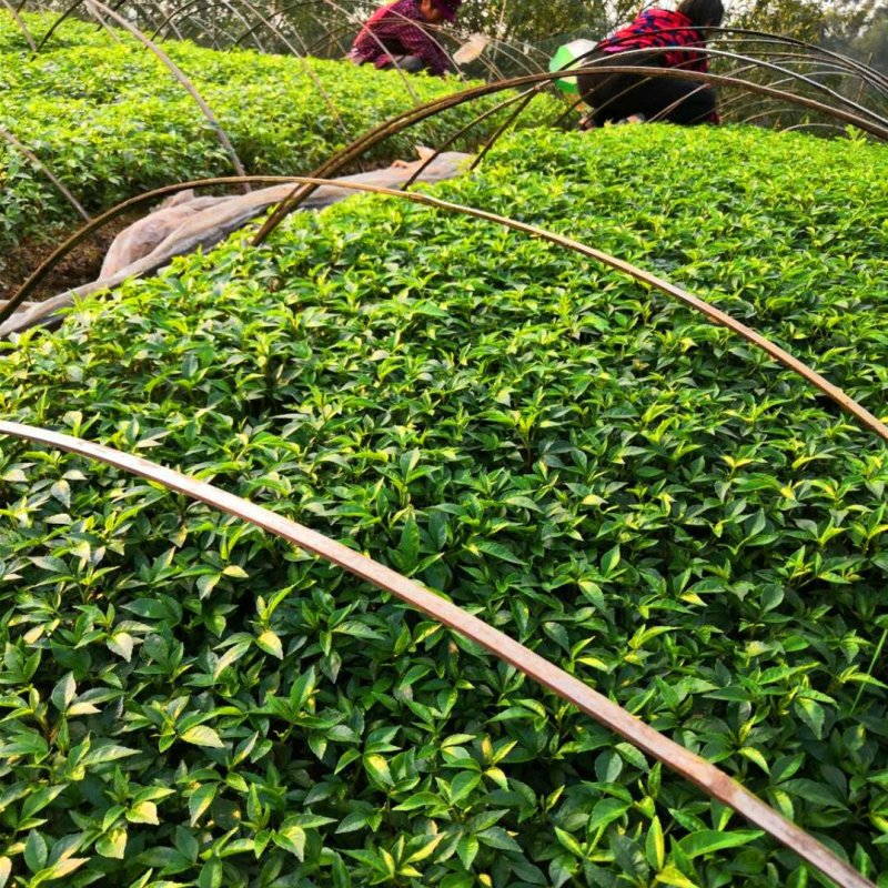 大量批发纯正九叶青花椒芽苗花椒小苗花椒苗天知椒苗
