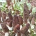 【热销】六妹七妹优质羊肚菌菌种（栽培种）欢迎电联