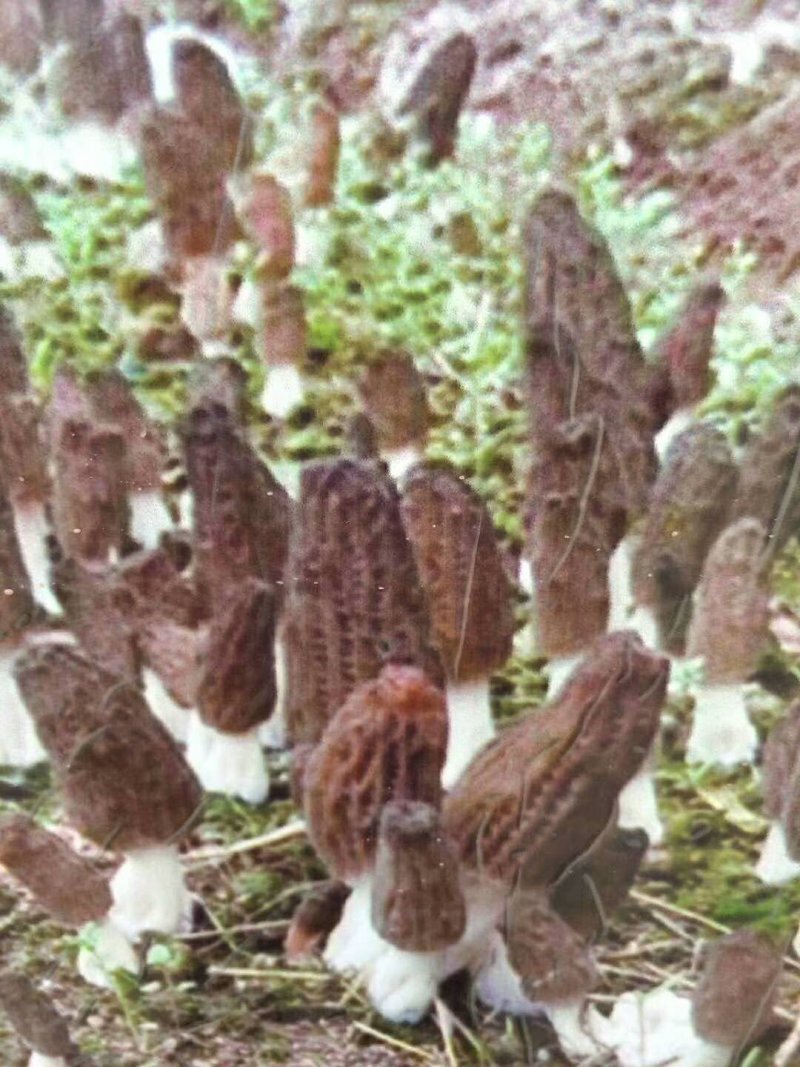 【热销】六妹七妹优质羊肚菌菌种（栽培种）欢迎电联