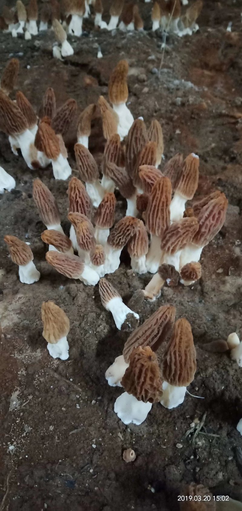 【热销】六妹七妹优质羊肚菌菌种（栽培种）欢迎电联